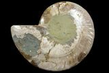 Agatized Ammonite Fossil (Half) - Madagascar #111541-1